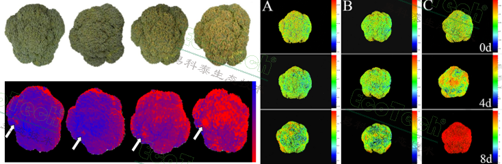 Ê×Ò³| º£ÑóÖ®Éñhy590×îйٷ½ÍøÕ¾