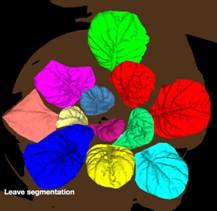 ../../../../��Ʒ����/ӫ������/PSI/2016/PlantScreen/20160727/leaf%20segmentation.jpg