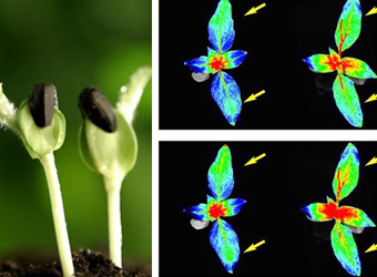 PhenoTron ?����������Դ����ж�ƽ̨